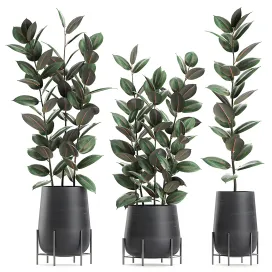 Collection of plants